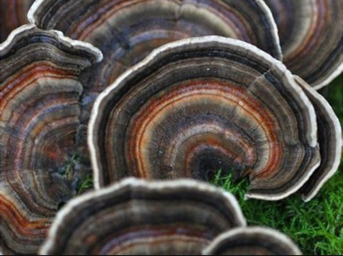 Turkey Tail Tincture – Full-Spectrum Dual + Ultrasonic Extract