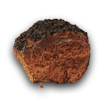 Chaga