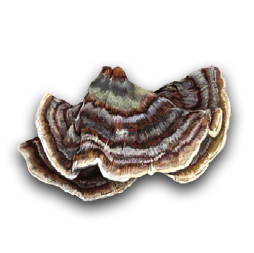 Turkey Tail