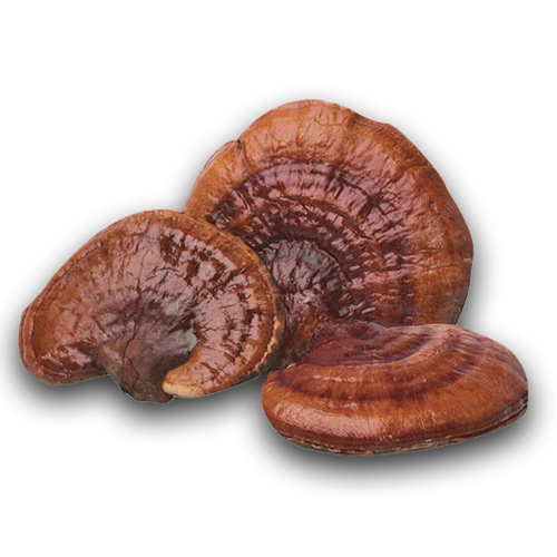 Reishi Collection